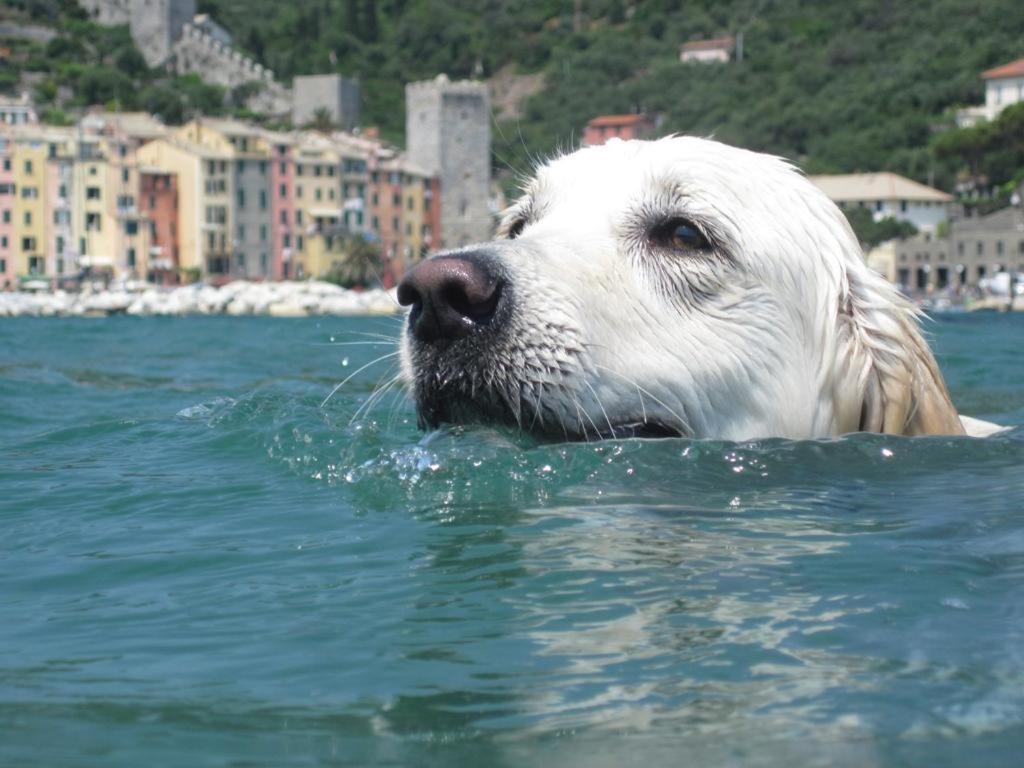 Sea View In Front Of The Sea * Porto Venere